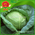 Celery cabbage Chinese cabbage